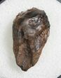 Triceratops Tooth (Little Wear) #8353-1